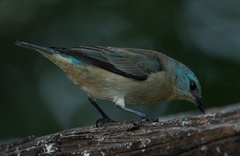 Dacnis nigripes