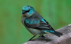 Dacnis nigripes