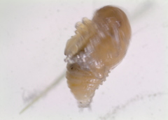 Colaphellus apicalis