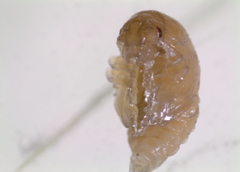 Colaphellus apicalis