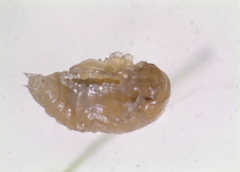 Colaphellus apicalis