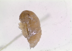 Colaphellus apicalis