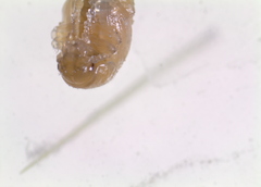 Colaphellus apicalis