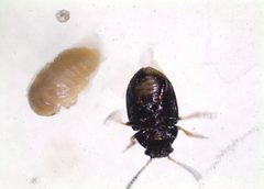 Colaphellus apicalis