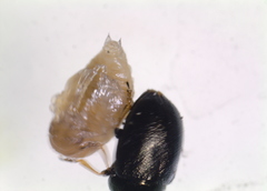 Colaphellus apicalis