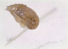 Colaphellus apicalis