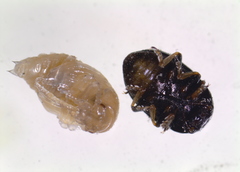 Colaphellus apicalis