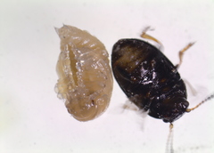 Colaphellus apicalis