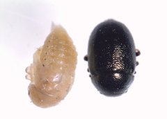 Colaphellus apicalis