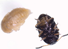 Colaphellus apicalis