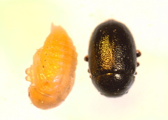 Colaphellus apicalis