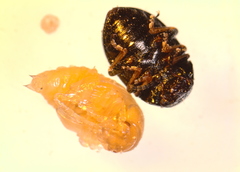 Colaphellus apicalis