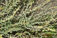 Atriplex glauca