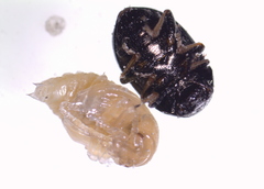 Colaphellus apicalis