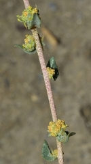 Atriplex glauca