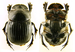 Copris umbilicatus