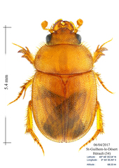 Ochodaeus chrysomeloides