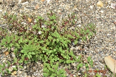 Forsskaolea tenacissima