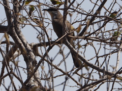 Coccyzus melacoryphus