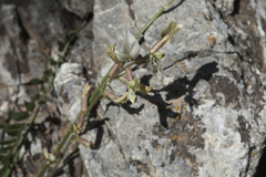 Oxytropis macrodonta