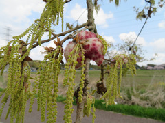 Quercus acutissima