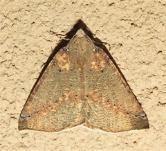 Cassythaphaga macarta