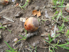Quercus acutissima