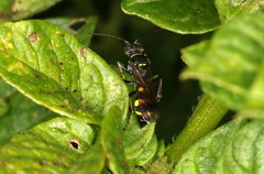 Lestiphorus bicinctus