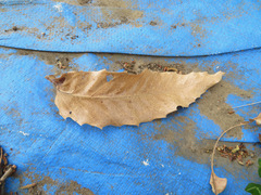 Quercus acutissima