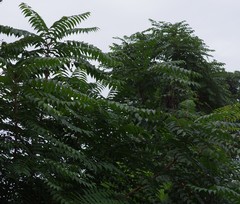 Ailanthus altissima