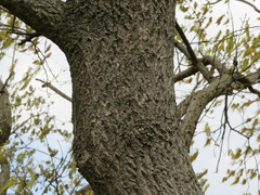 Quercus acutissima