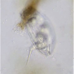 Colurella adriatica