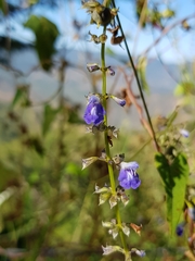 Salvia longispicata