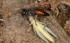 Tachysphex pompiliformis