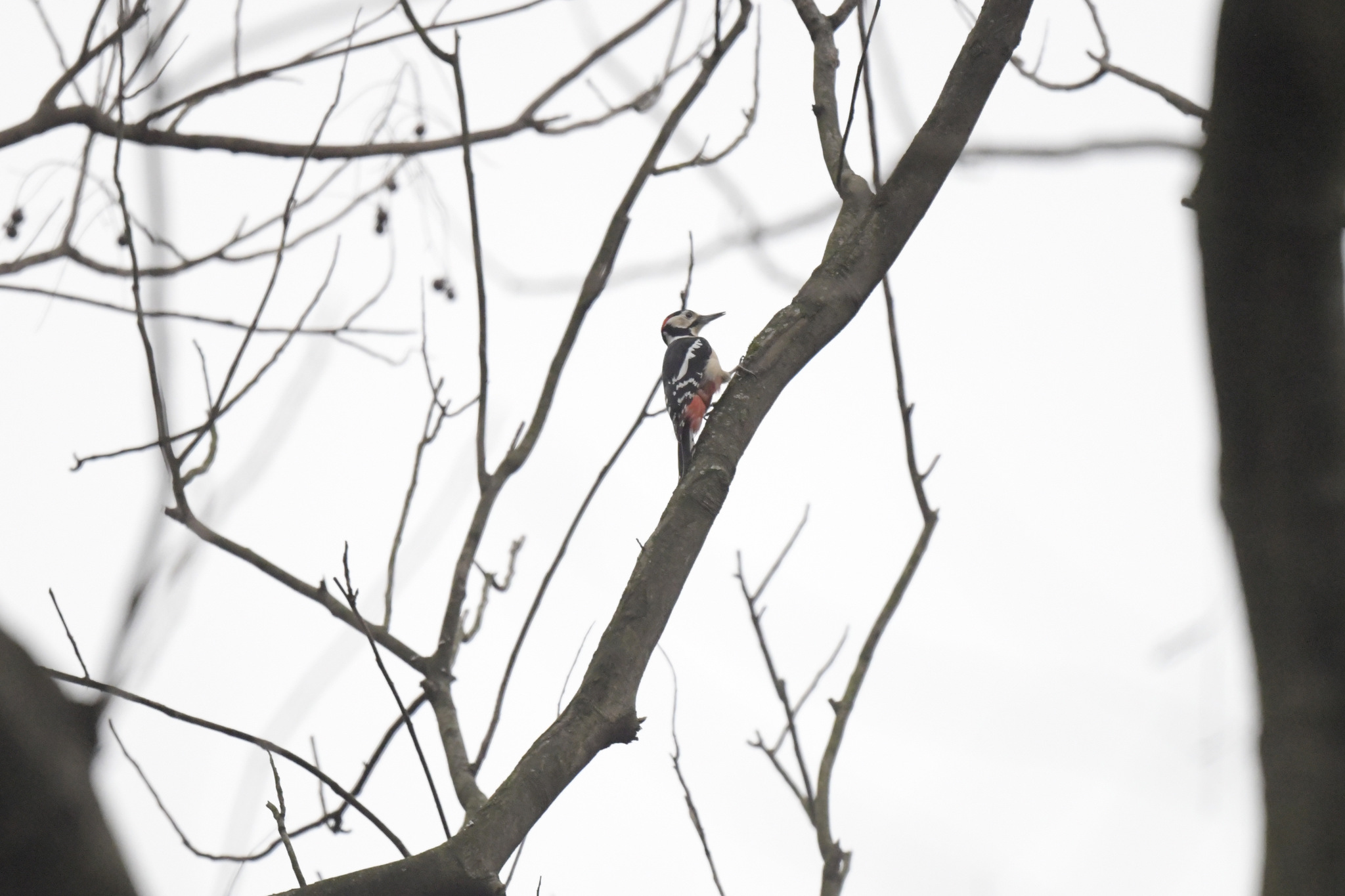 Great Spotted Woodpecker