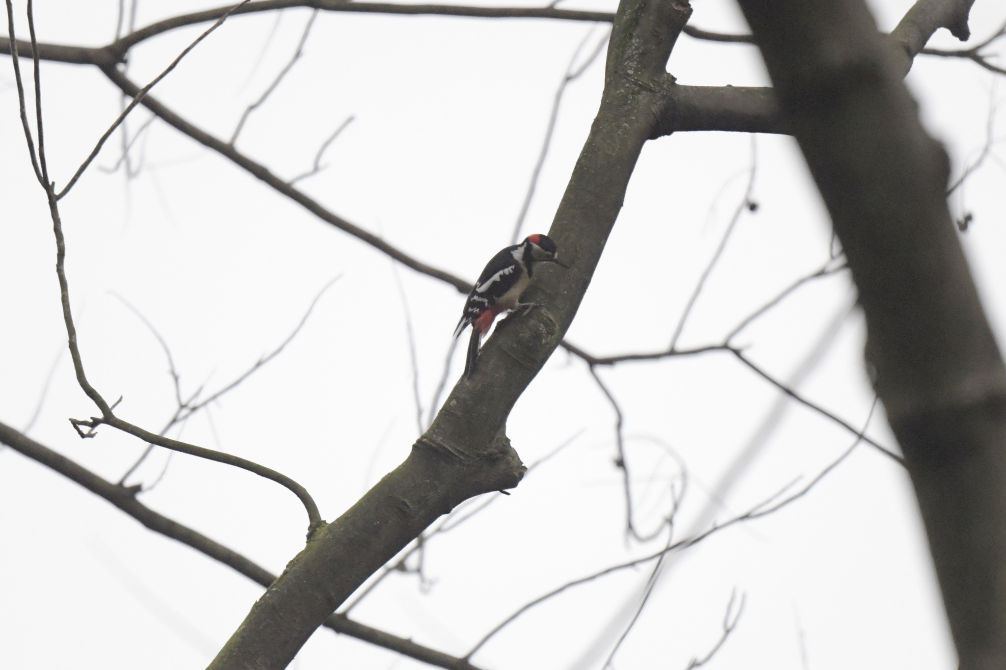 Great Spotted Woodpecker