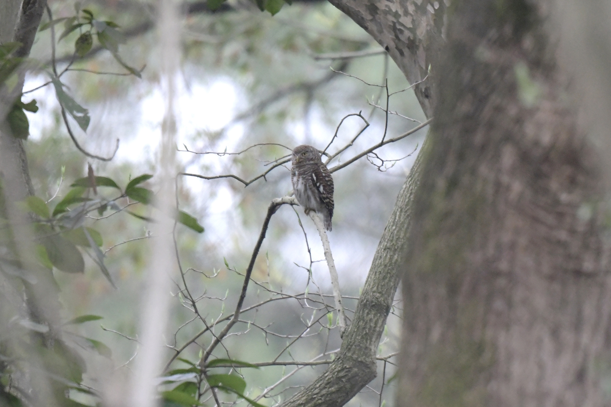 Asian Barred Owlet