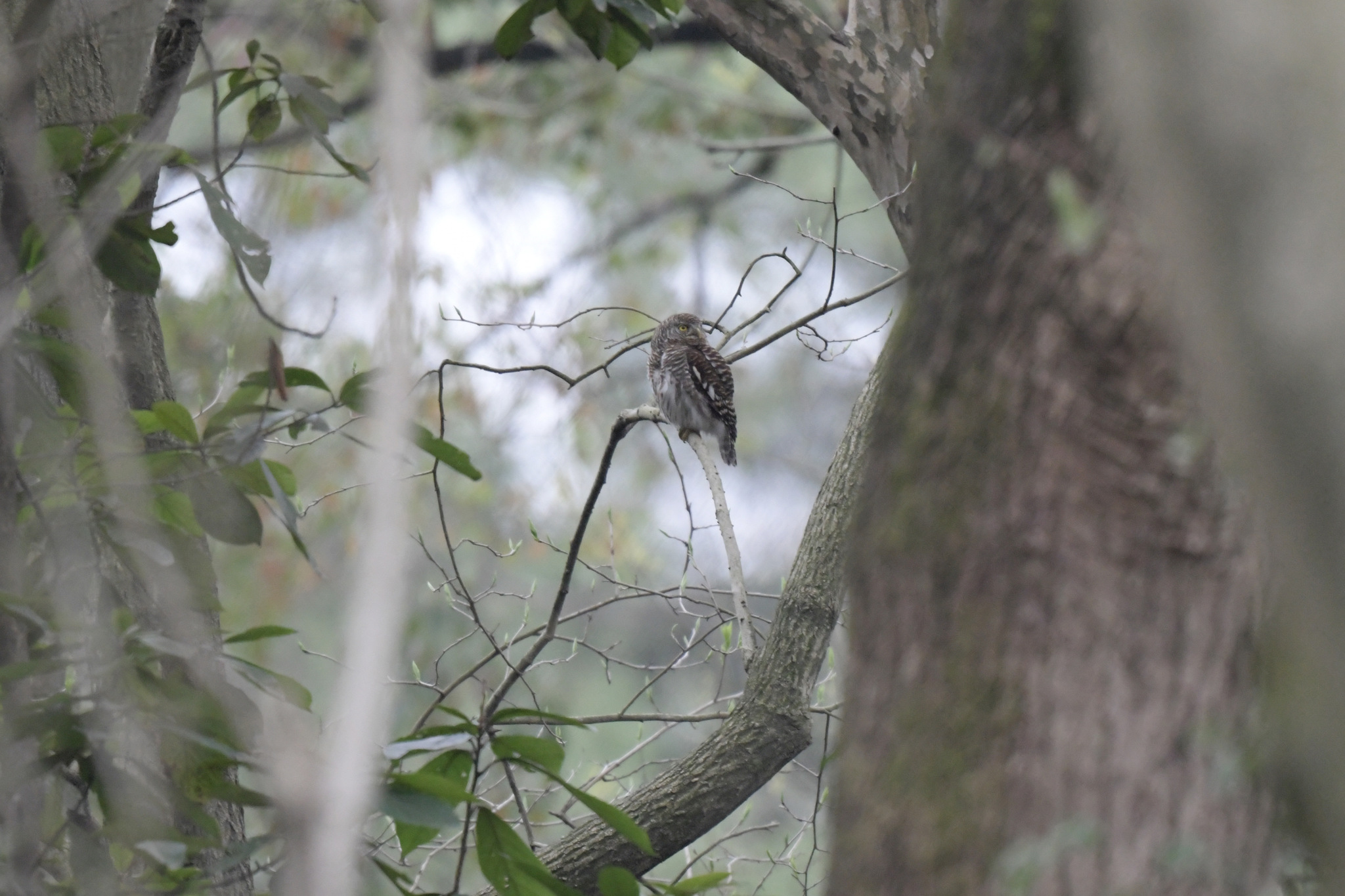 Asian Barred Owlet