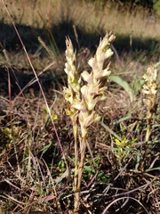 Dichromanthus michuacanus