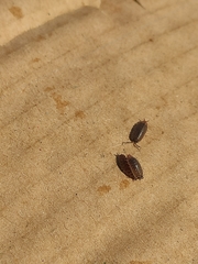 Porcellio laevis