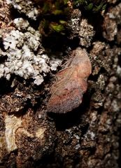 Phyllodesma kermesifolia