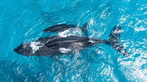 Humpback whale