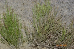 Salsola genistoides
