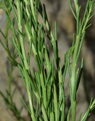 Salsola genistoides