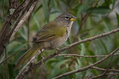 Embernagra longicauda