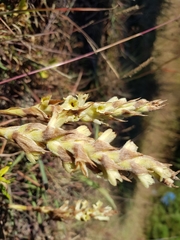 Dichromanthus michuacanus