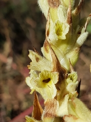 Dichromanthus michuacanus