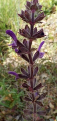 Salvia sclareoides