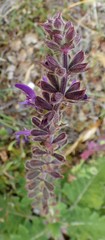 Salvia sclareoides