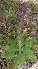 Salvia sclareoides